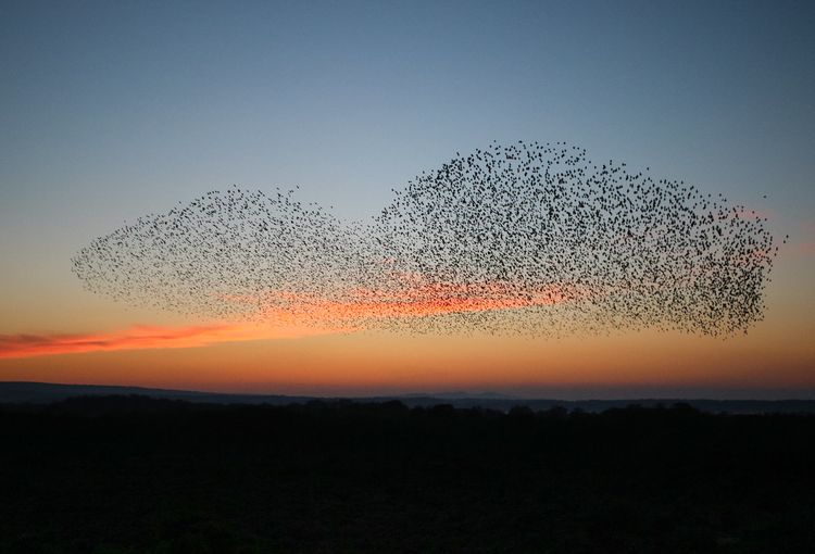 What Economists can Learn from Starlings